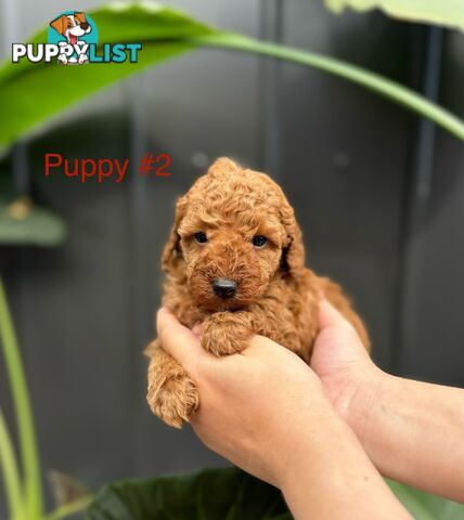 Toy poodle puppies