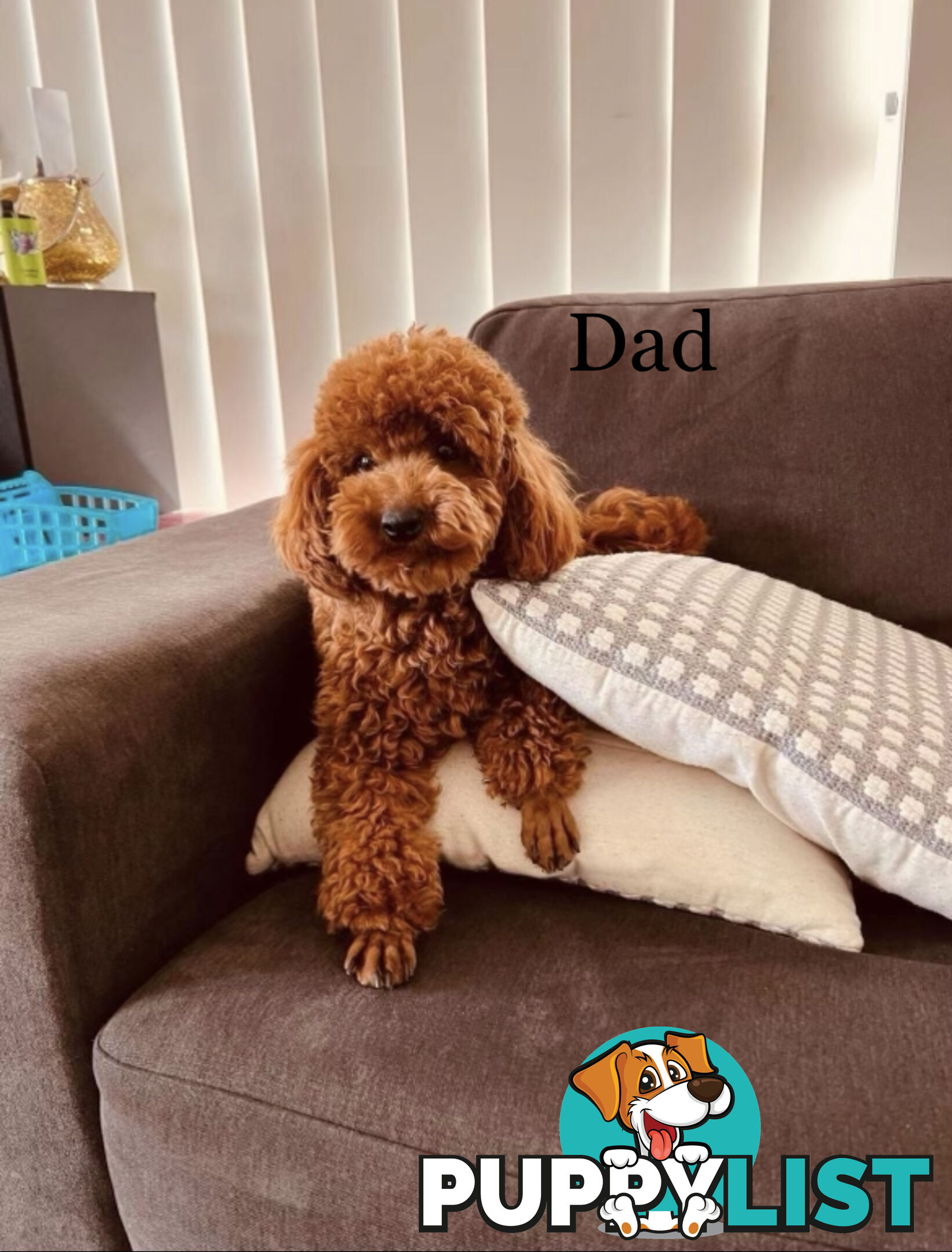 Toy poodle puppies
