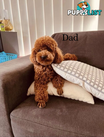 Toy poodle puppies