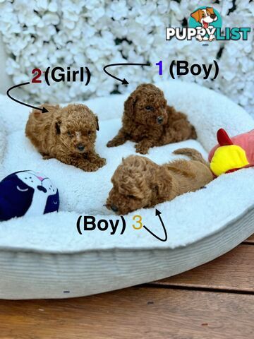 Toy poodle puppies