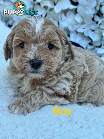 Maltese Shih Tzu x Toy Poodle