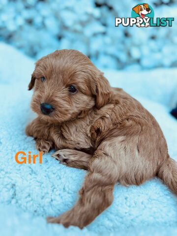 Maltese Shih Tzu x Toy Poodle