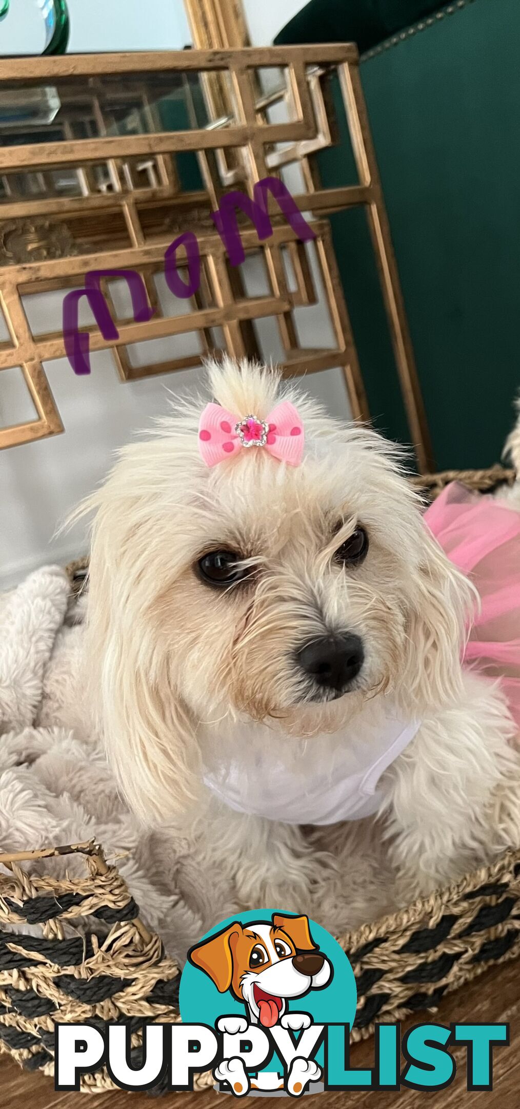 Maltese Shih Tzu x Toy Poodle