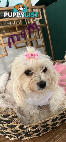 Maltese Shih Tzu x Toy Poodle