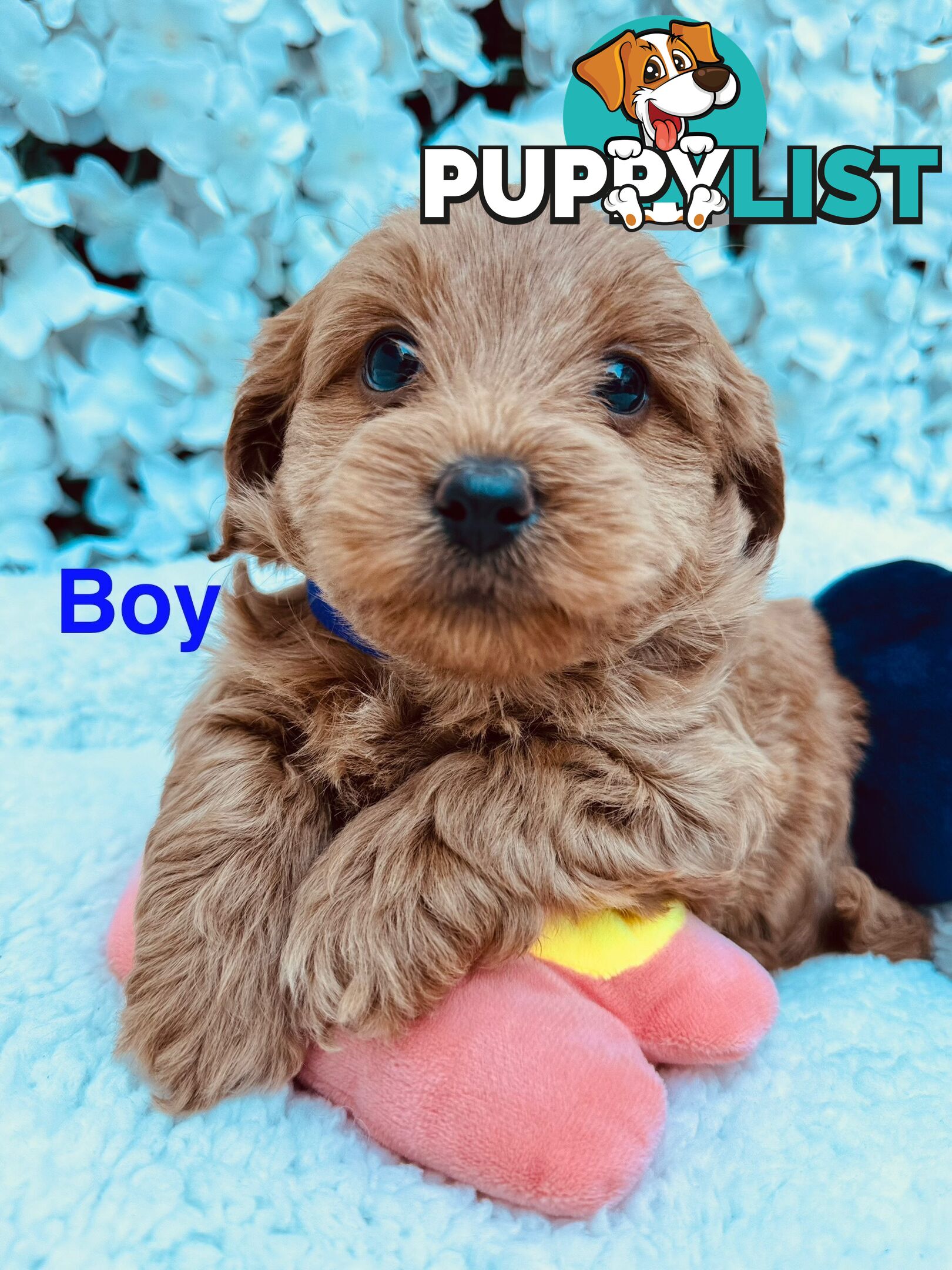 Maltese Shih Tzu x Toy Poodle