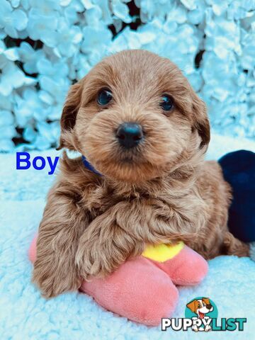 Maltese Shih Tzu x Toy Poodle