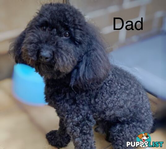 Maltese Shih Tzu x Toy Poodle