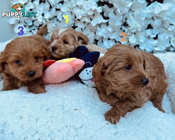 Maltese Shih Tzu x Toy Poodle