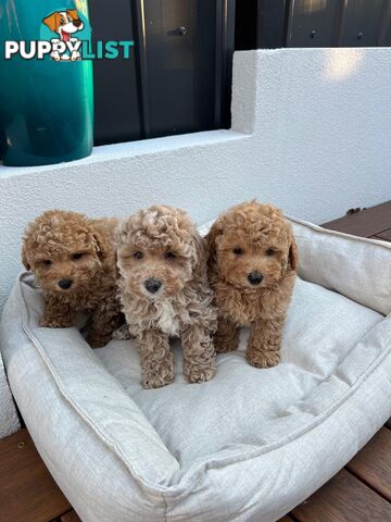Moodle puppies