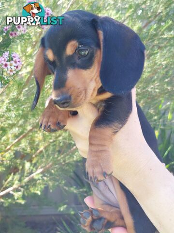 Purebred Mini Dachshund