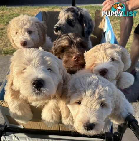 Aussie Doodle Puppies