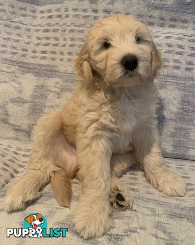 Aussie Doodle Puppies