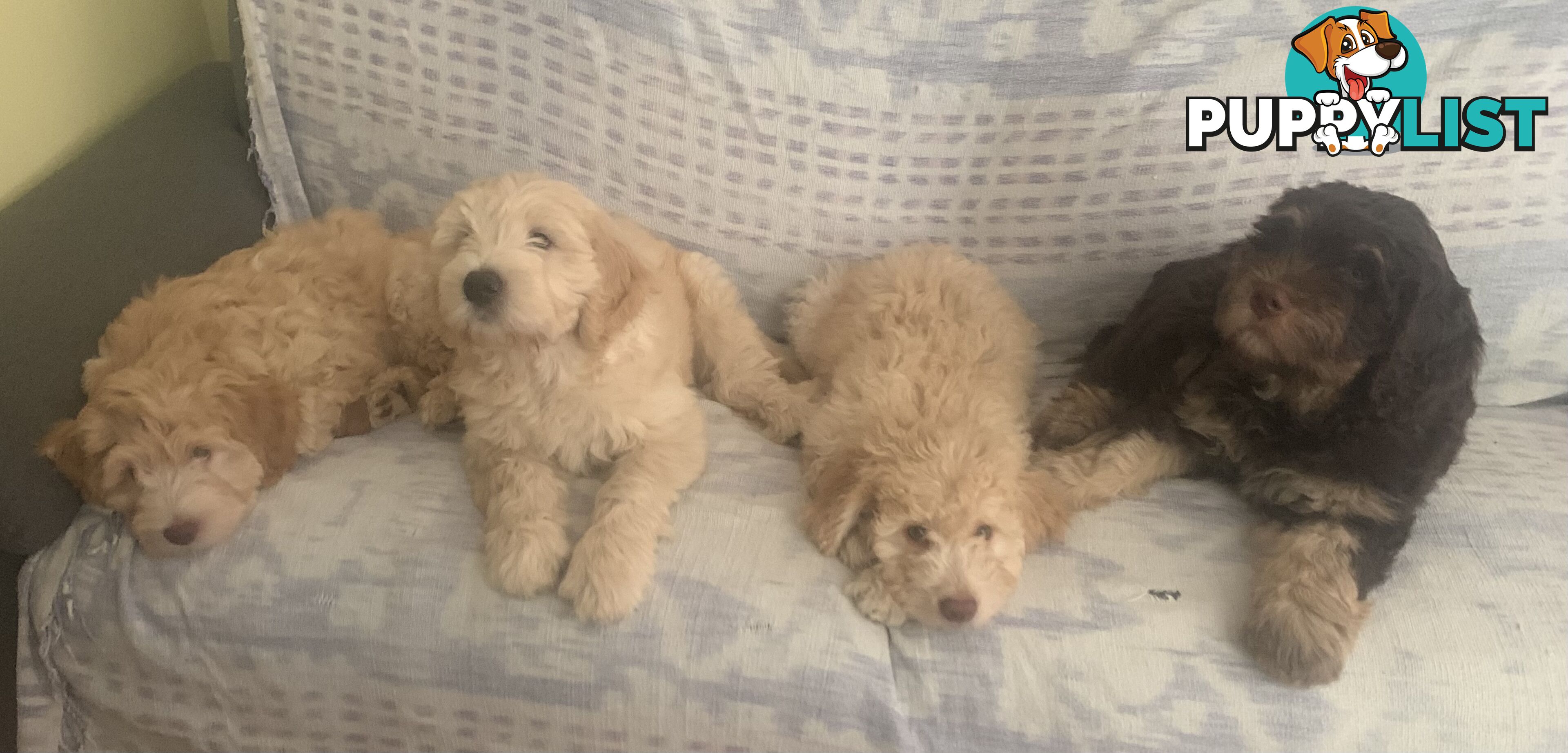 Aussie Doodle Puppies