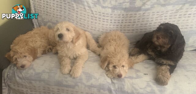 Aussie Doodle Puppies