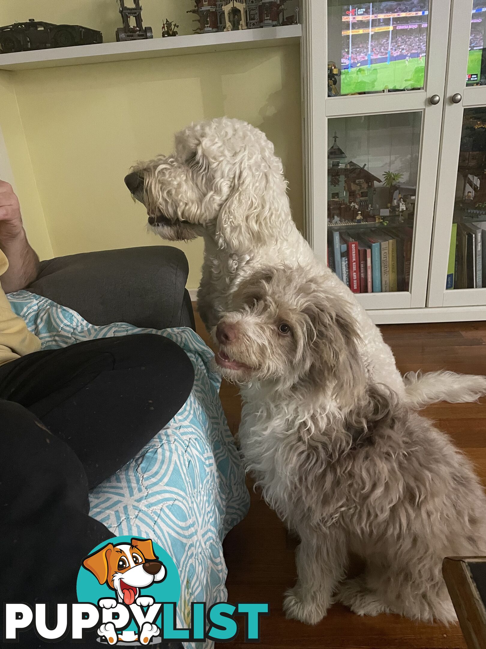 Aussie Doodle Puppies