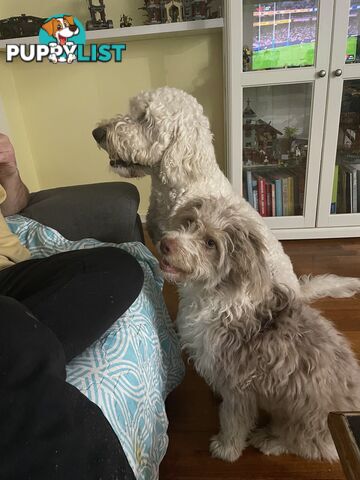 Aussie Doodle Puppies