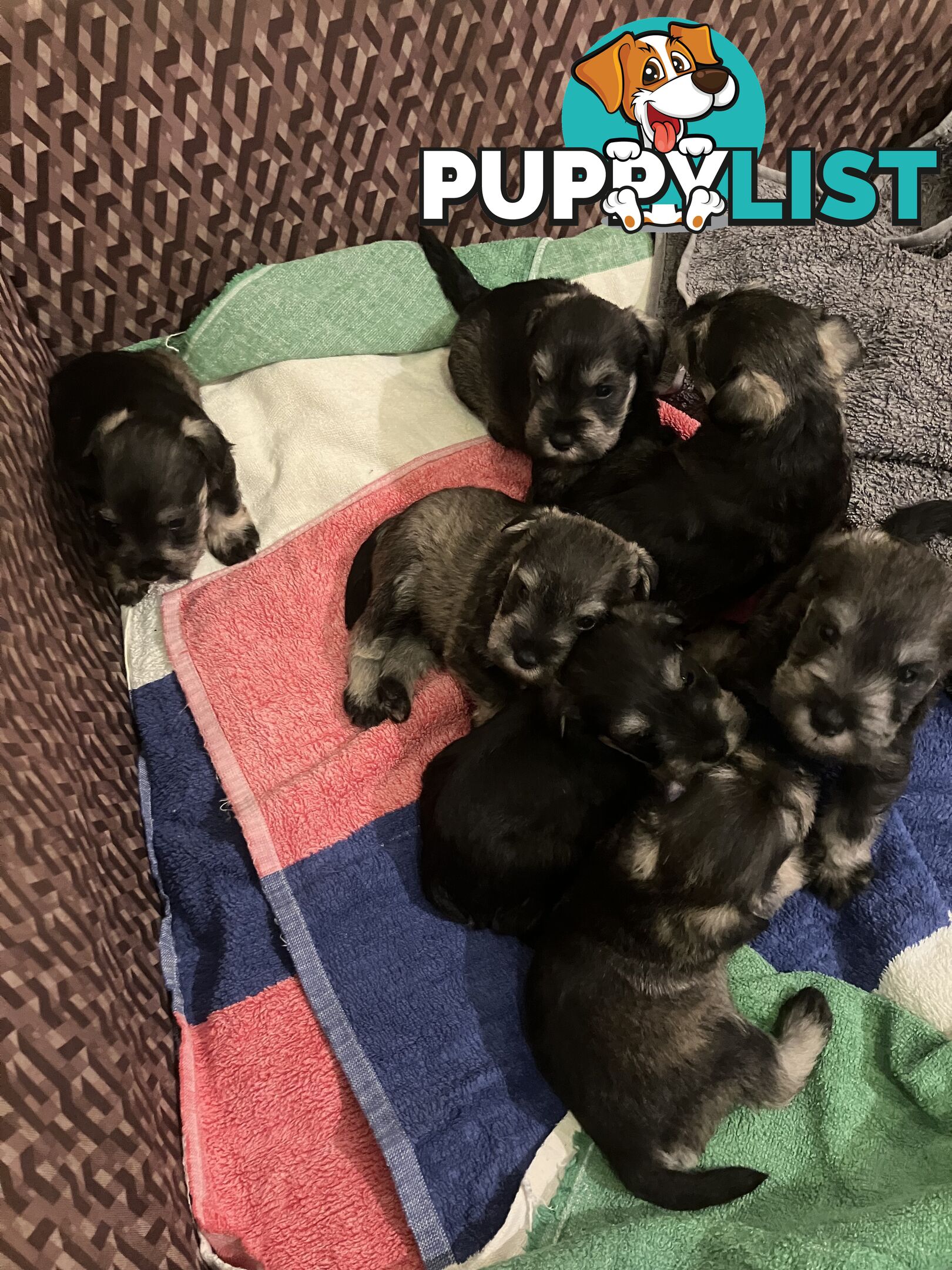 Miniature Schnauzer puppies for sale