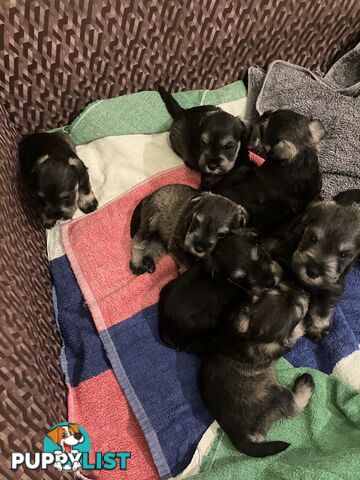 Miniature Schnauzer puppies for sale