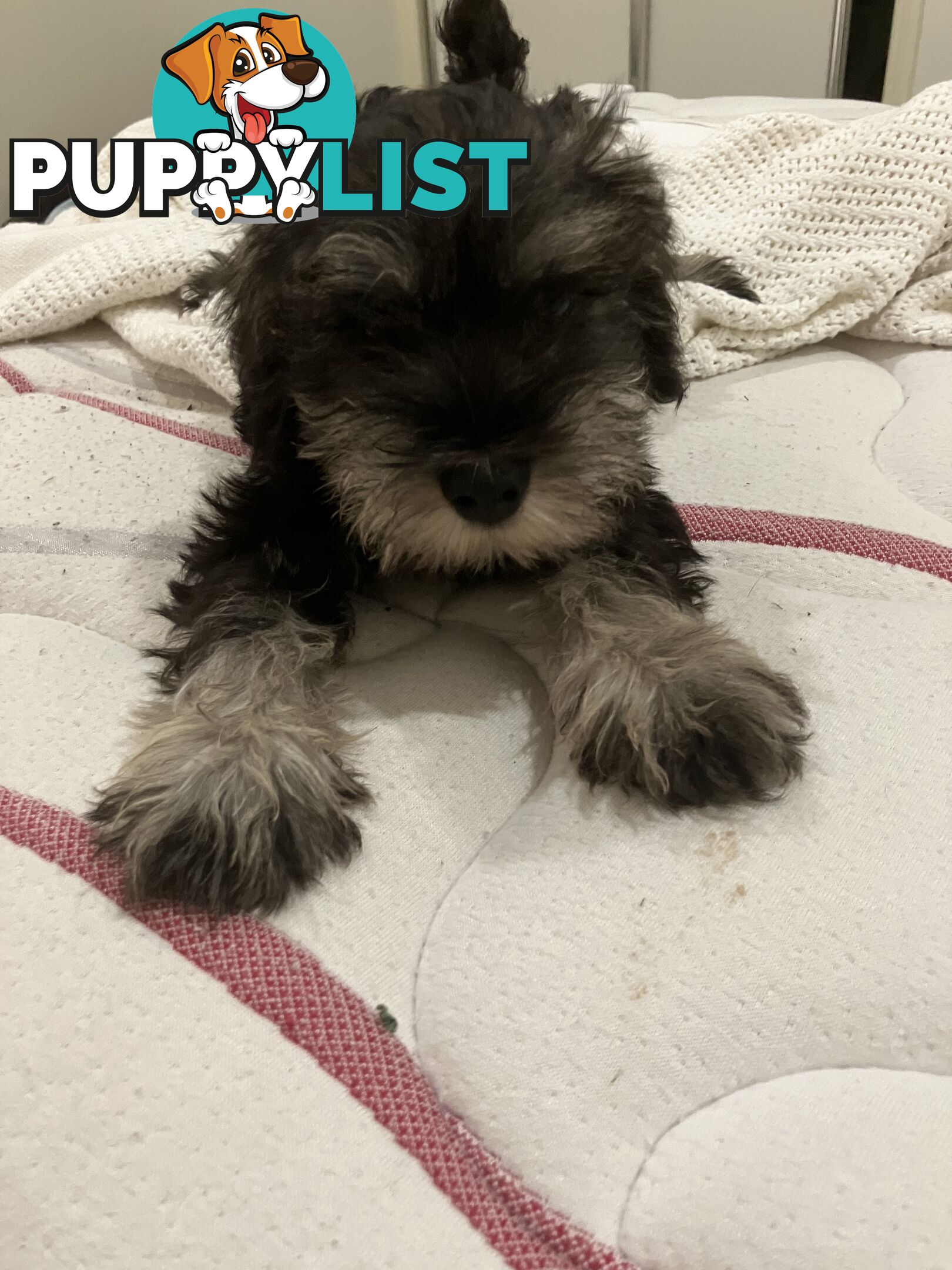 Miniature Schnauzer puppies for sale