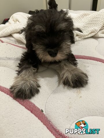 Miniature Schnauzer puppies for sale