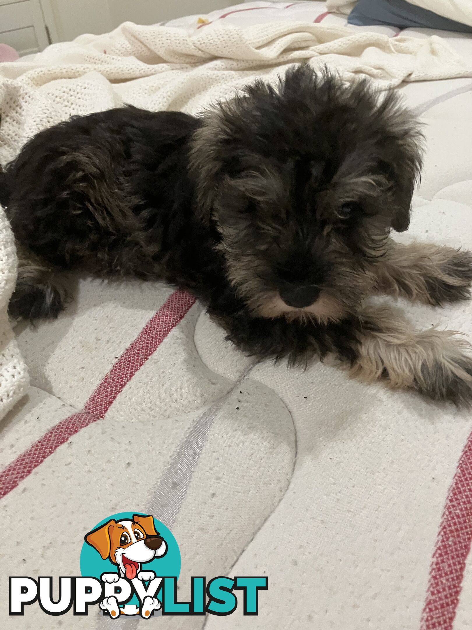 Miniature Schnauzer puppies for sale