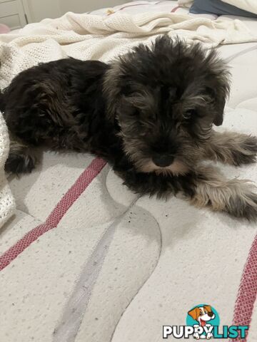 Miniature Schnauzer puppies for sale