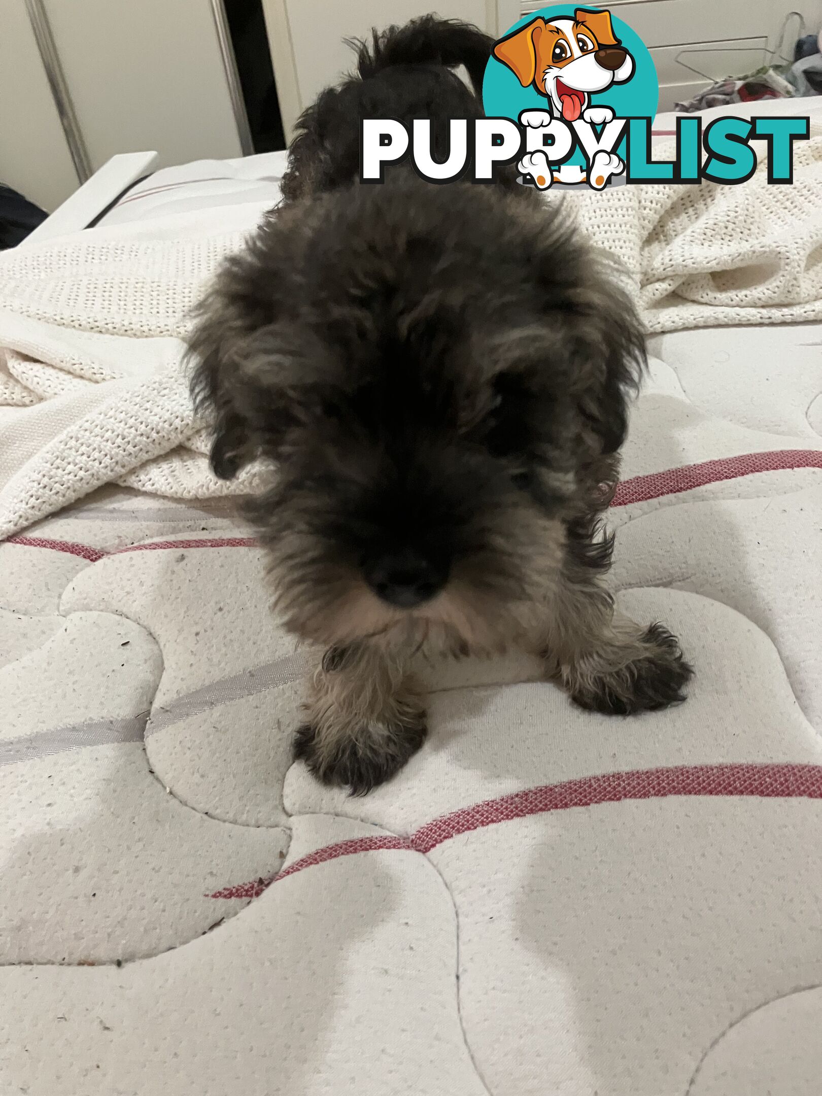 Miniature Schnauzer puppies for sale