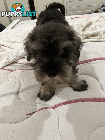 Miniature Schnauzer puppies for sale