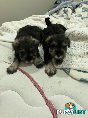 Miniature Schnauzer puppies for sale