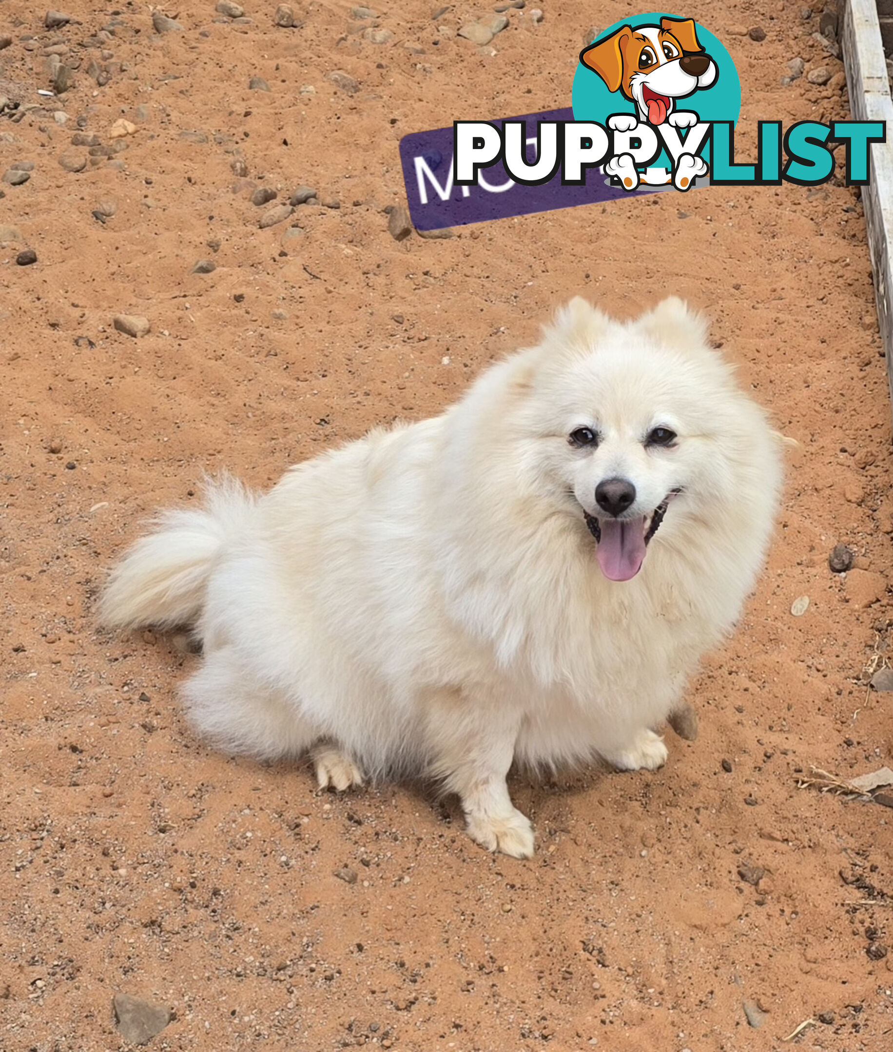 Japanese spitz Cross puppies