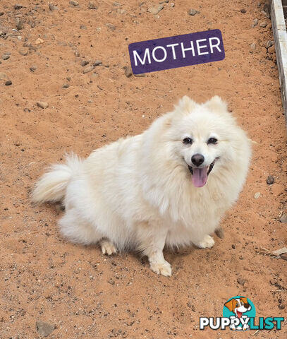 Japanese spitz Cross puppies