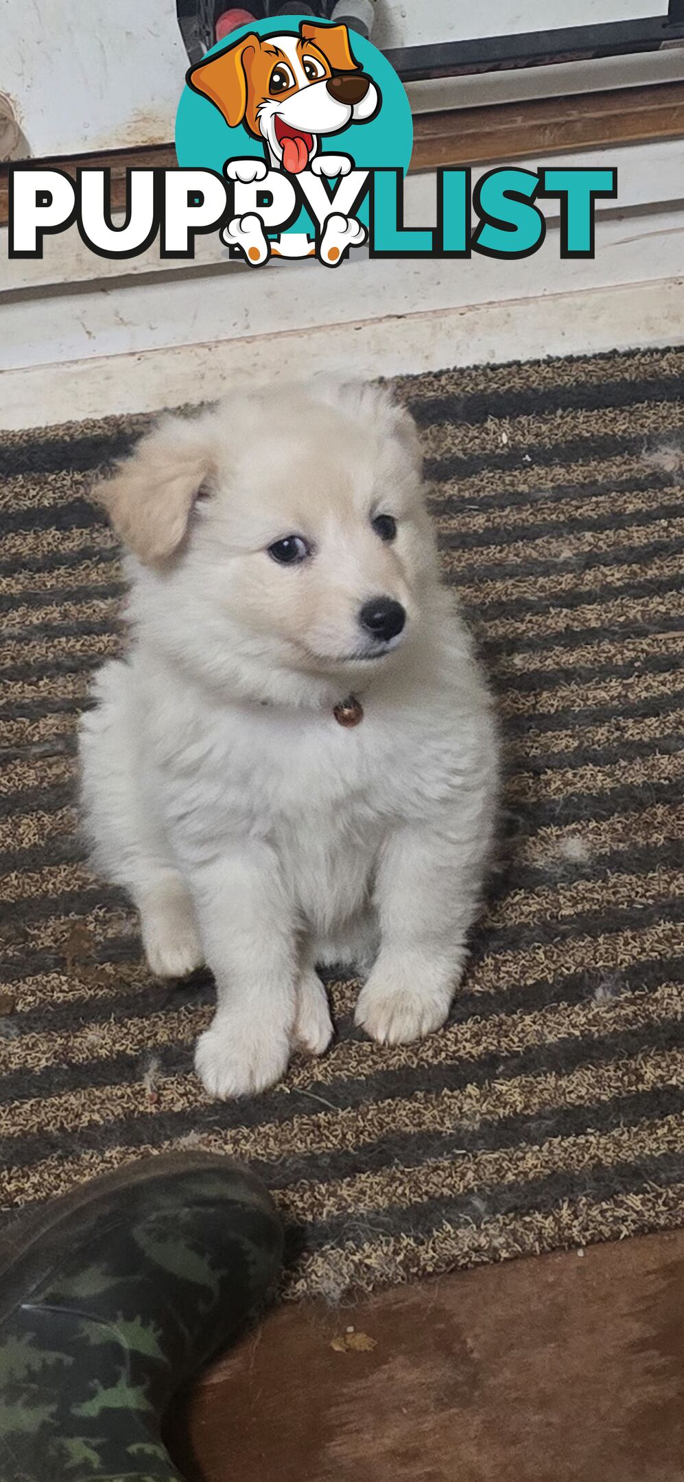 Japanese spitz Cross puppies
