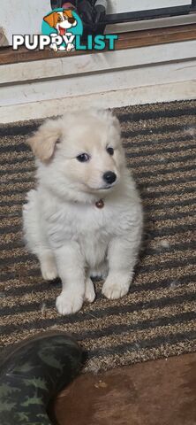 Japanese spitz Cross puppies