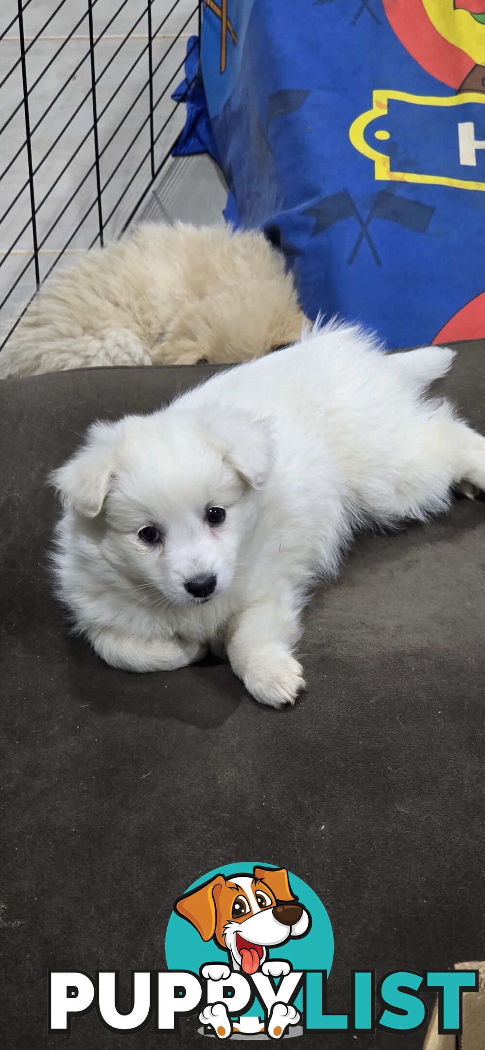 Japanese spitz Cross puppies