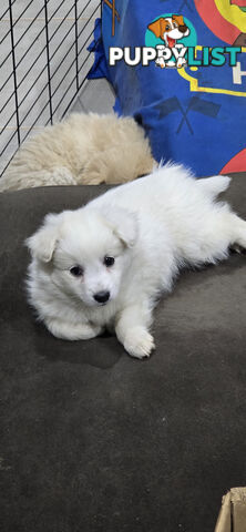 Japanese spitz Cross puppies