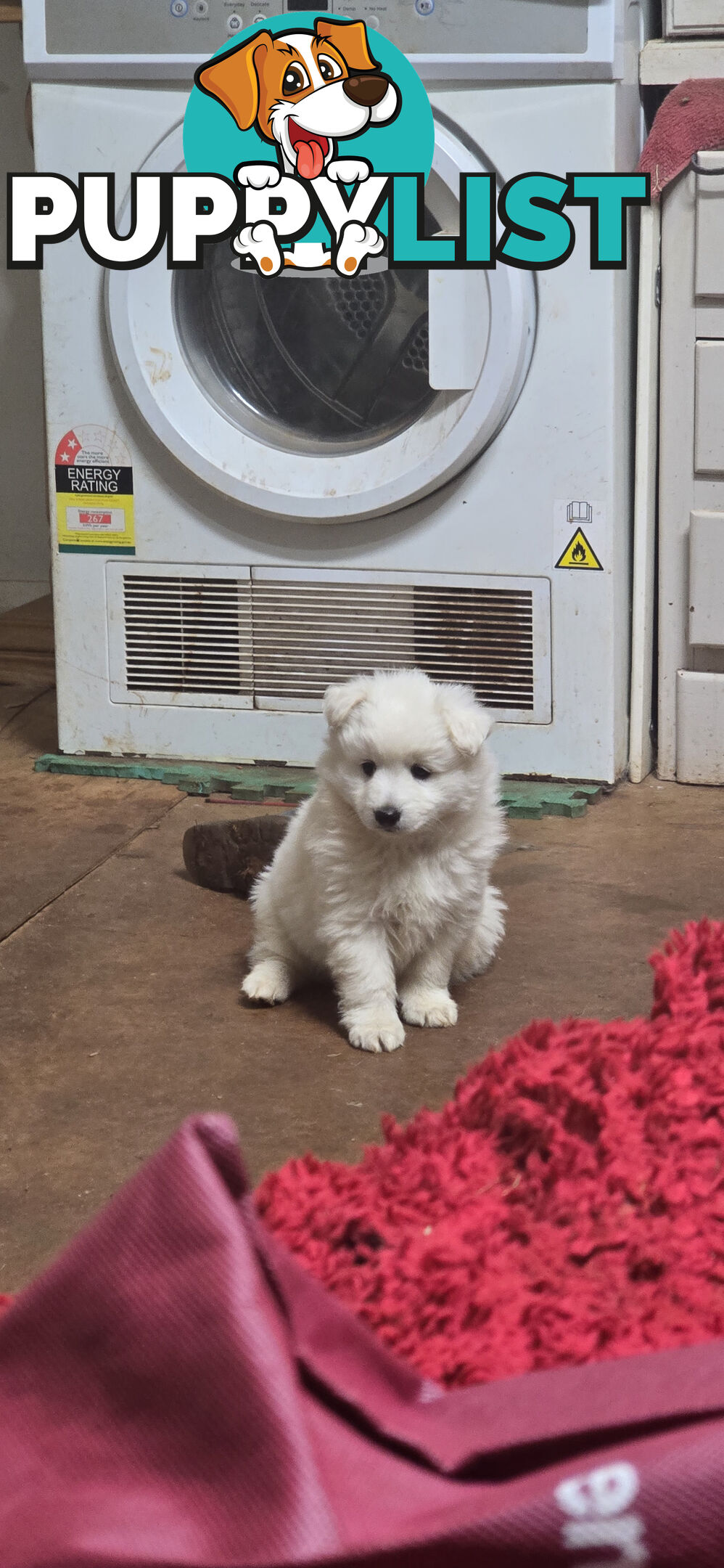 Japanese spitz Cross puppies