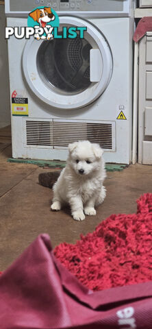 Japanese spitz Cross puppies