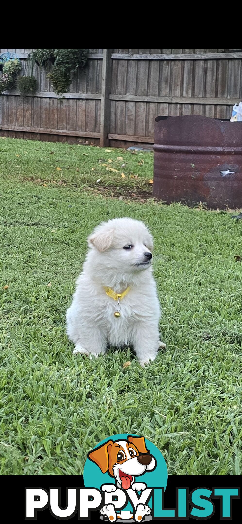 Japanese spitz Cross puppies