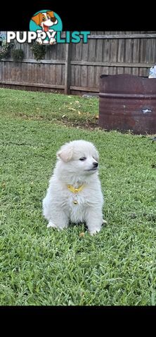 Japanese spitz Cross puppies