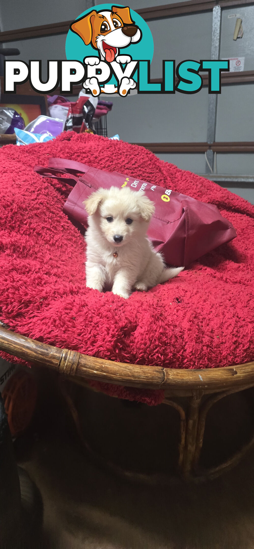 Japanese spitz Cross puppies