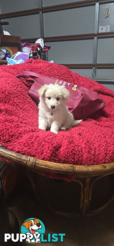 Japanese spitz Cross puppies