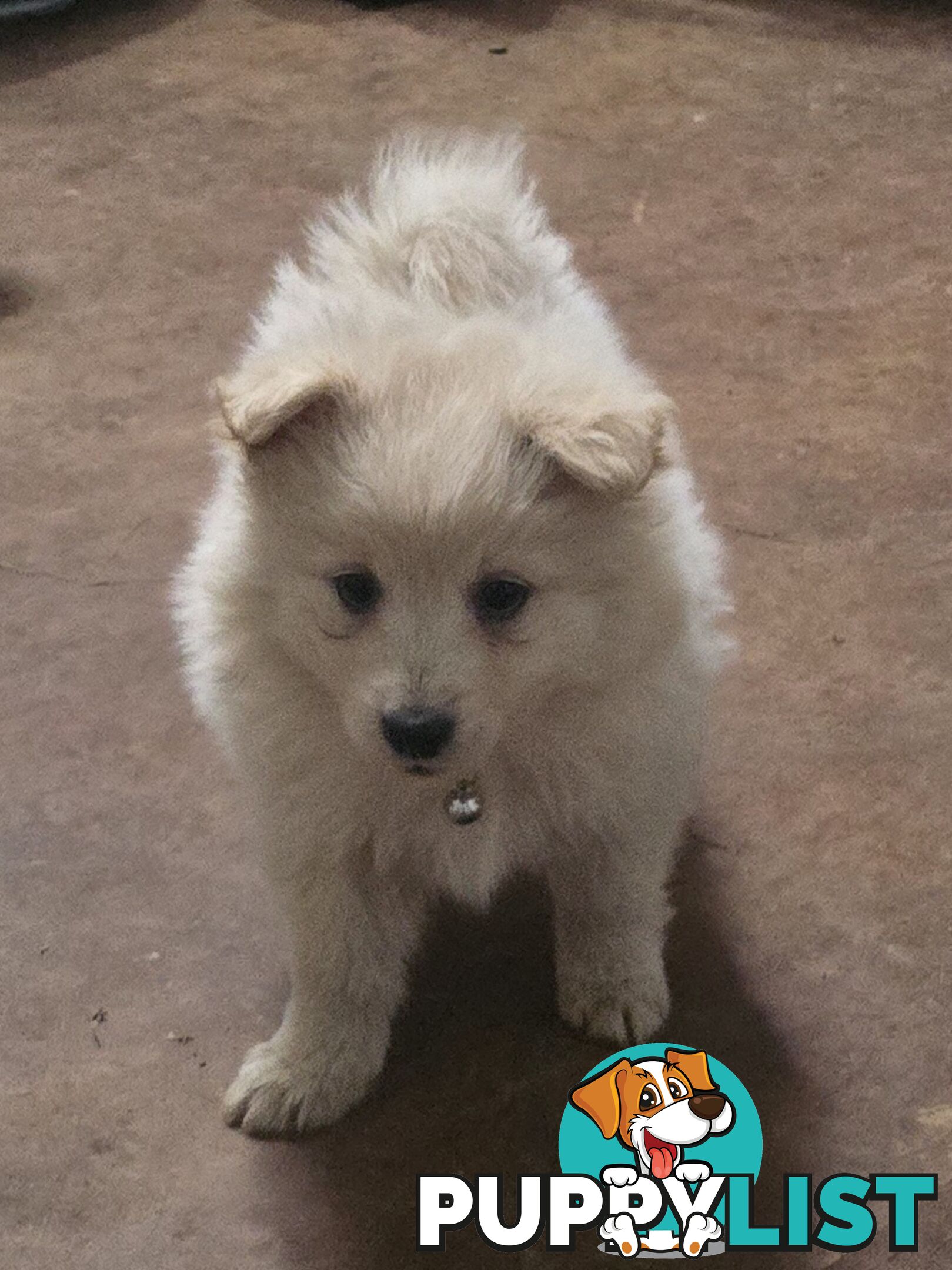 Japanese spitz Cross puppies