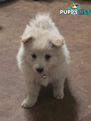 Japanese spitz Cross puppies