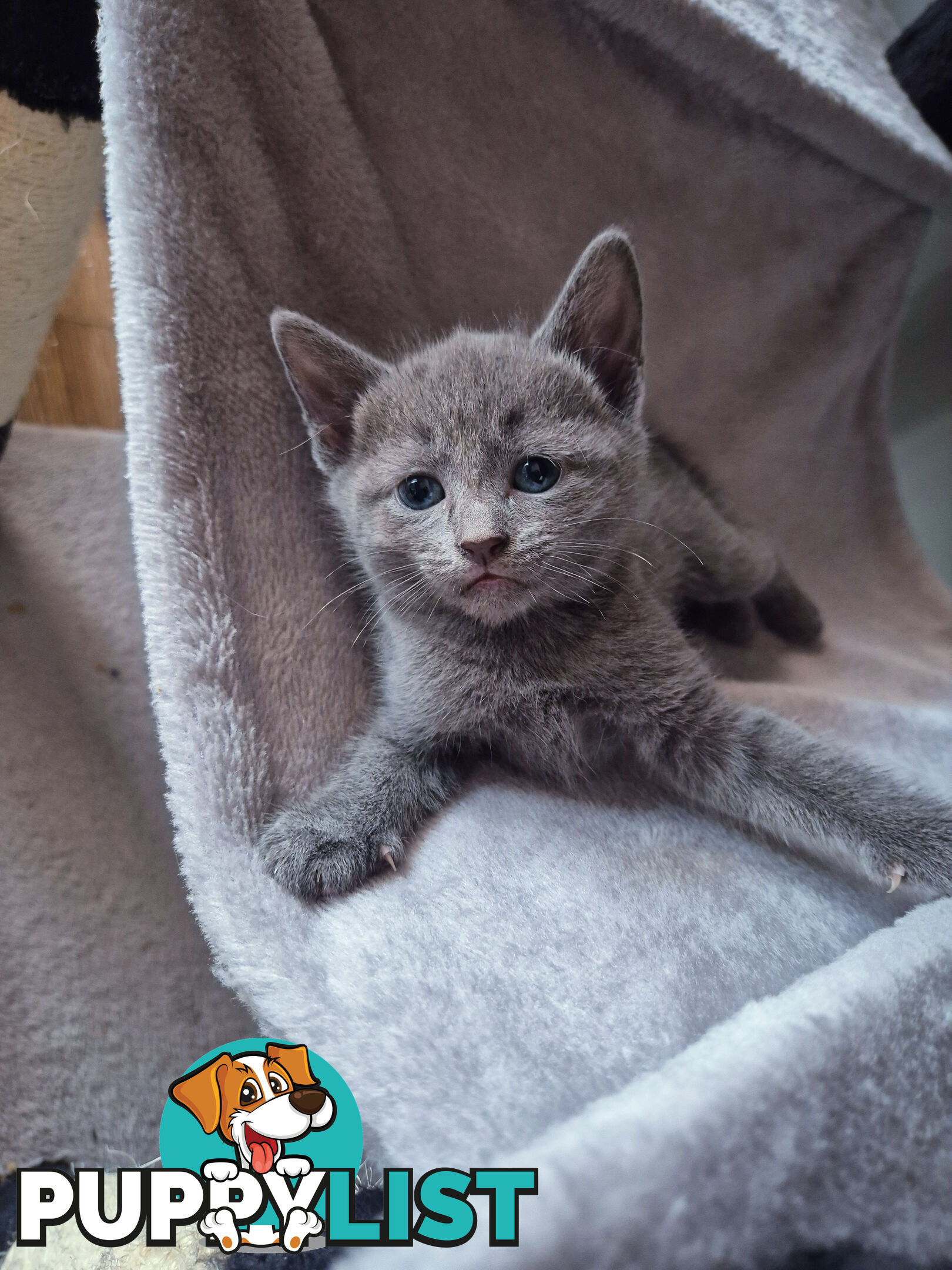 Pedigree pure Russian Blue kitten for sale