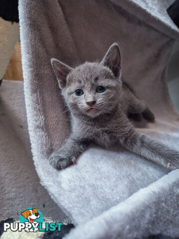 Pedigree pure Russian Blue kitten for sale