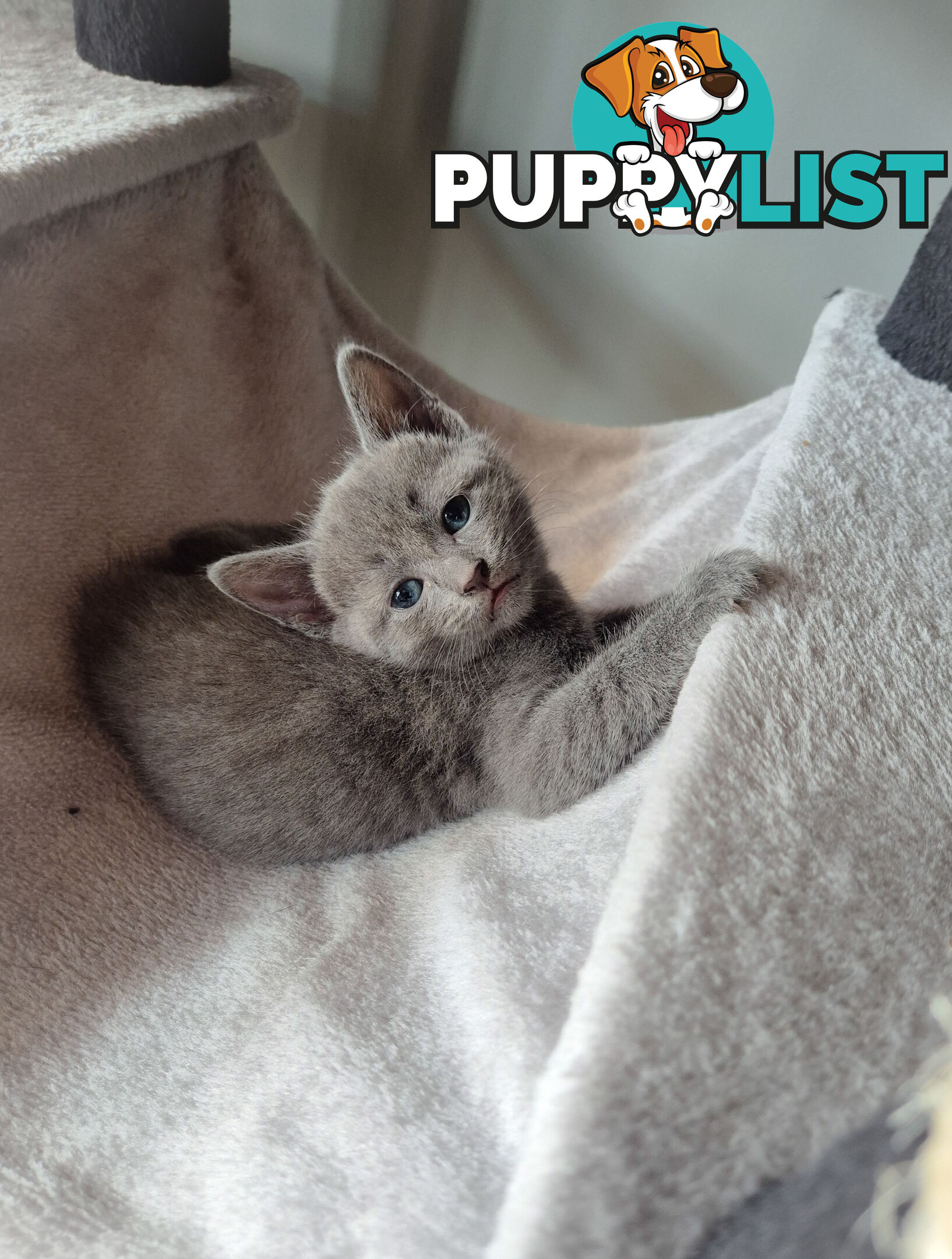 Pedigree pure Russian Blue kitten for sale