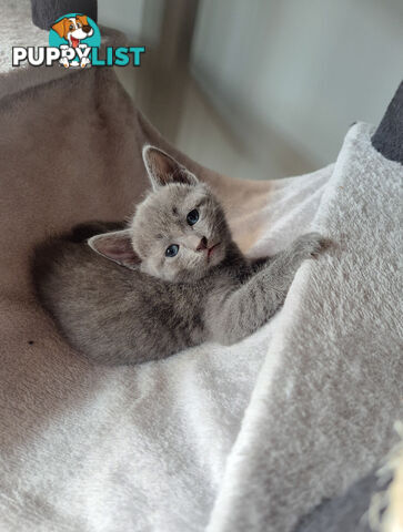 Pedigree pure Russian Blue kitten for sale