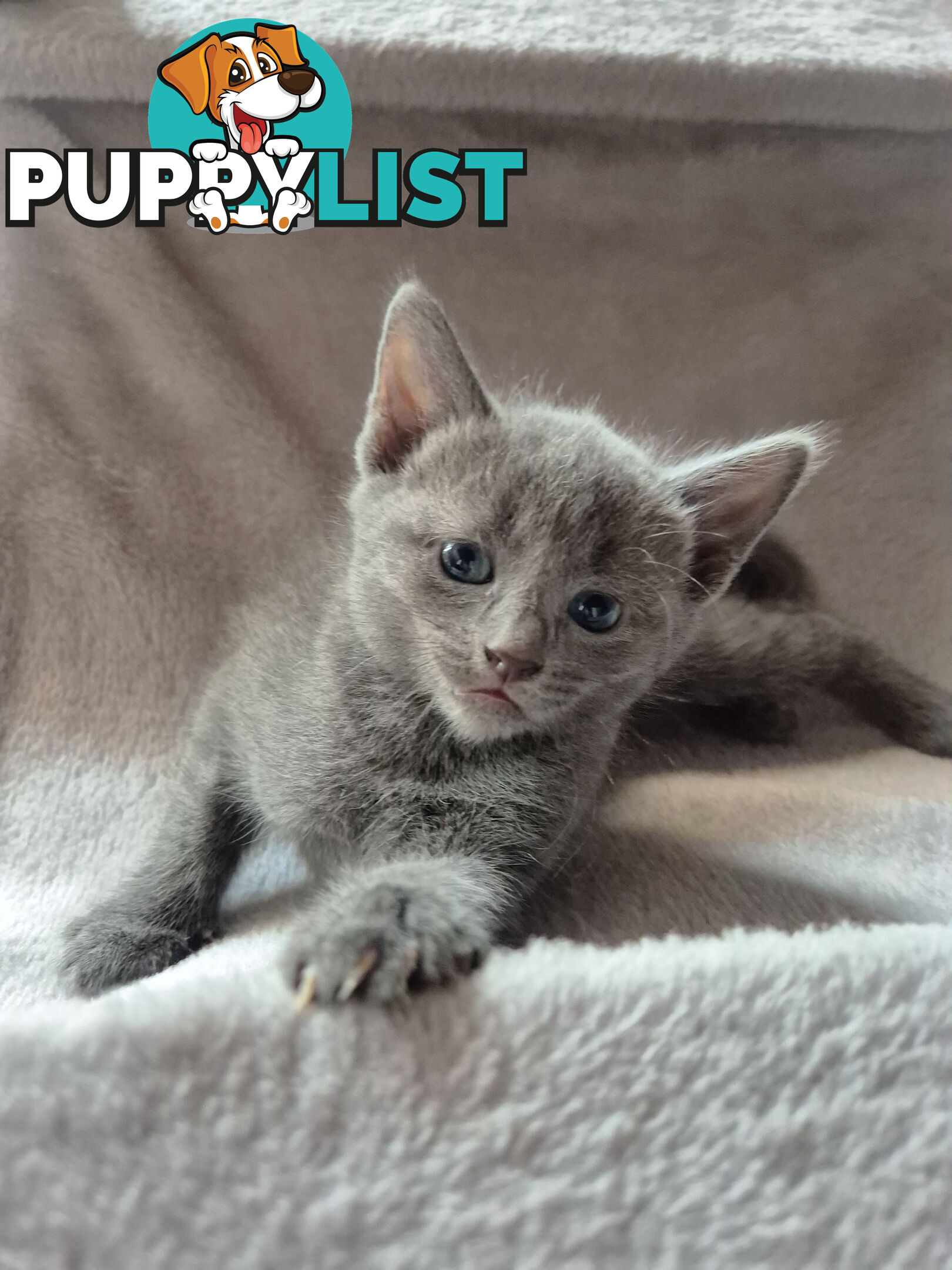 Pedigree pure Russian Blue kitten for sale