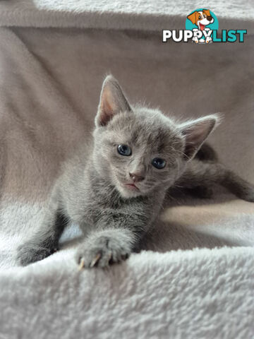 Pedigree pure Russian Blue kitten for sale