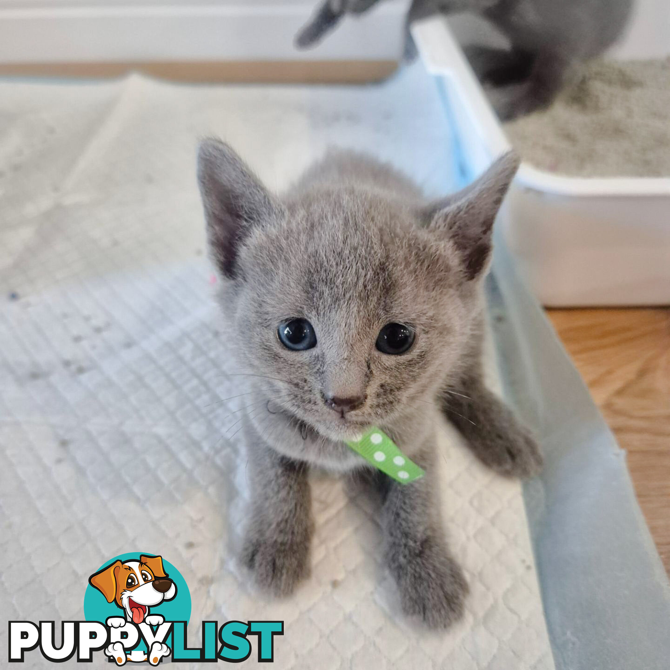 Pedigree pure Russian Blue kitten for sale